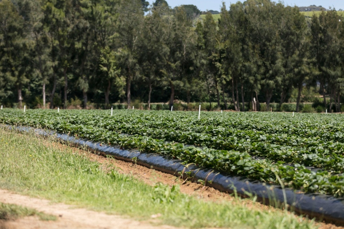 Image of agriculture