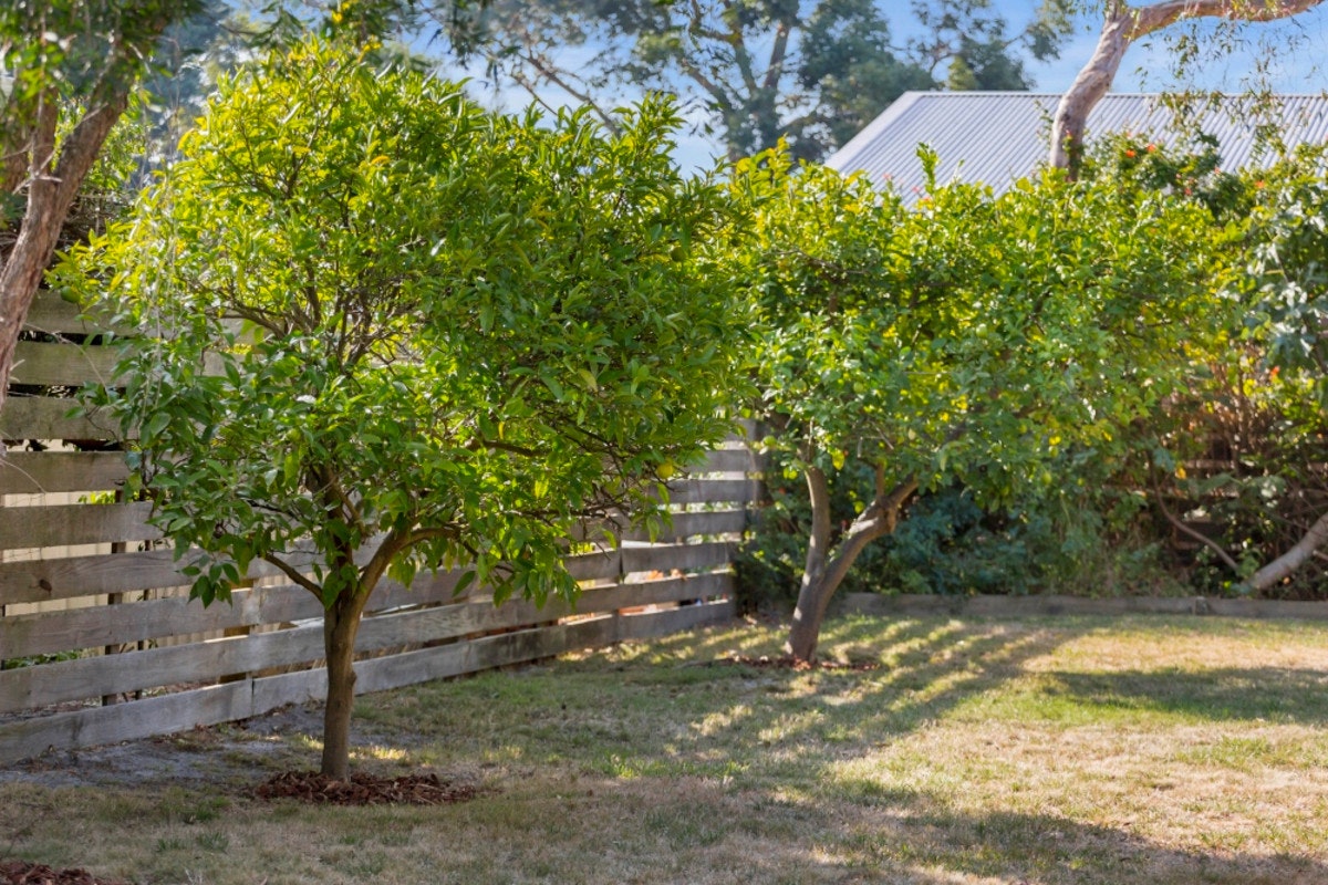 Image of plant
