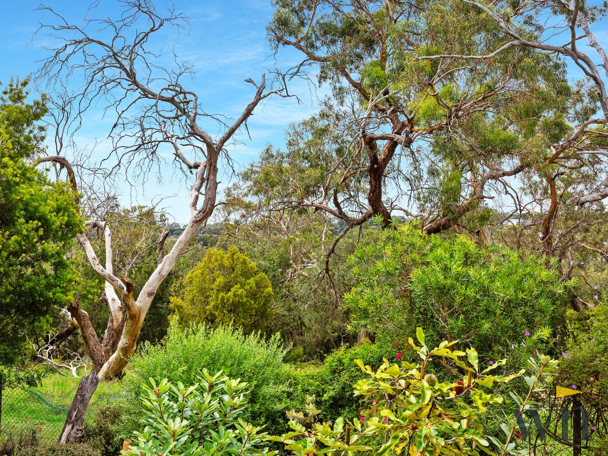 Image of plant