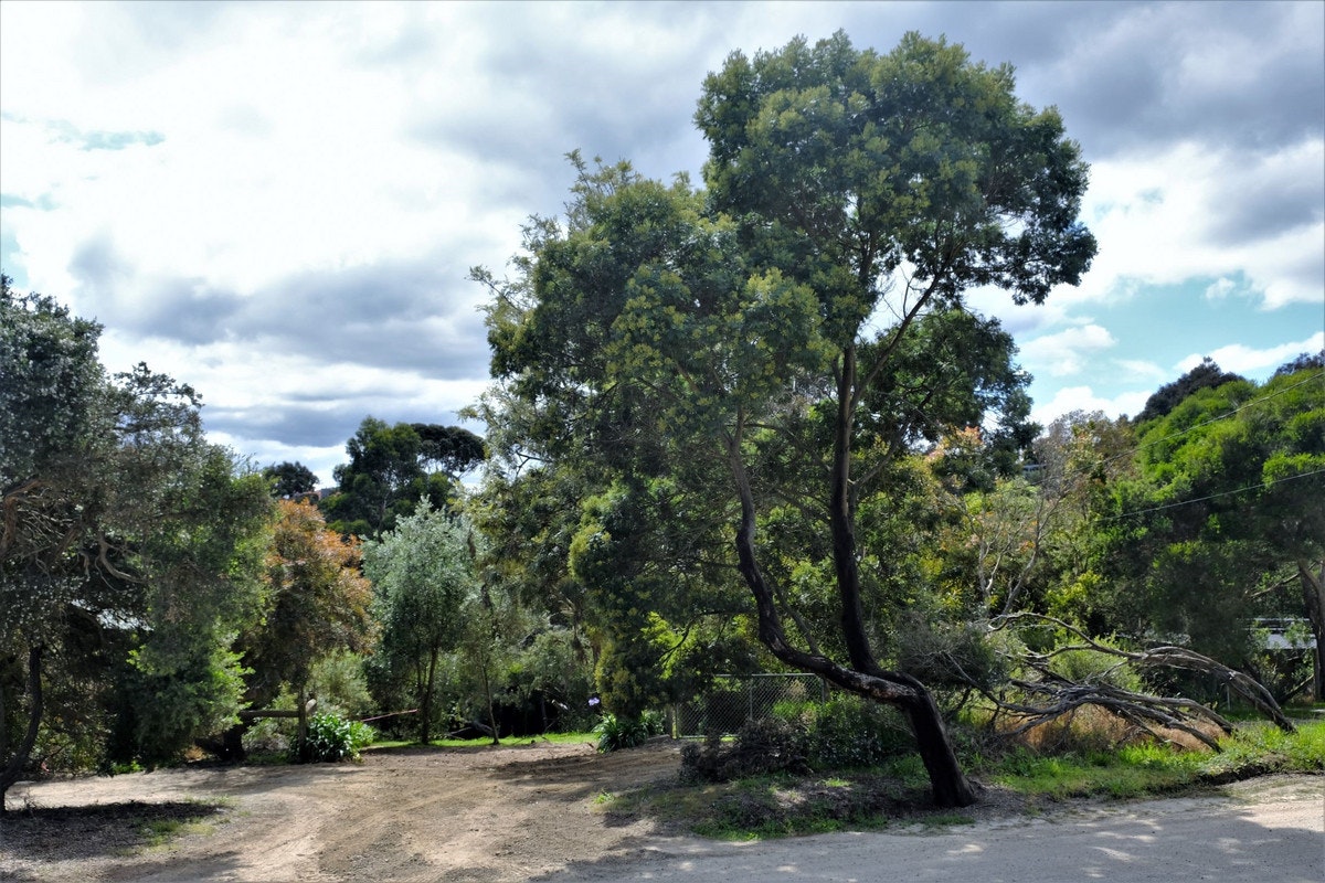 Image of tree