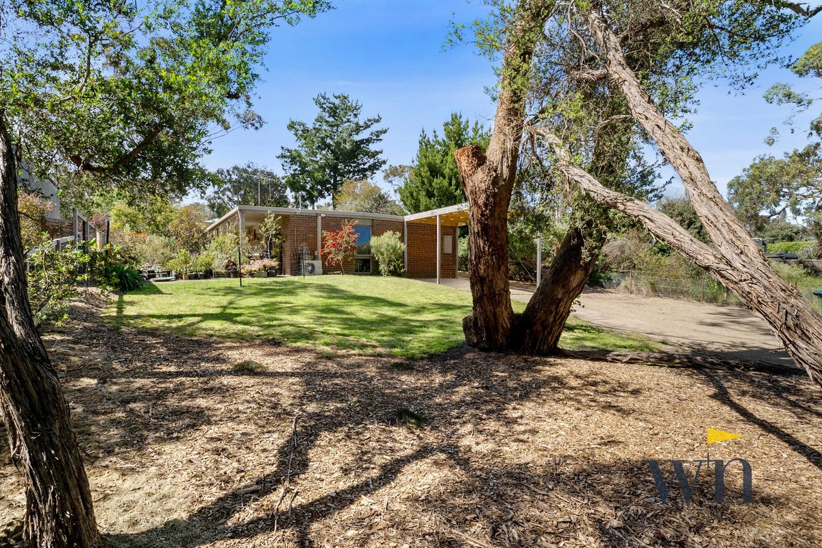 Image of tree