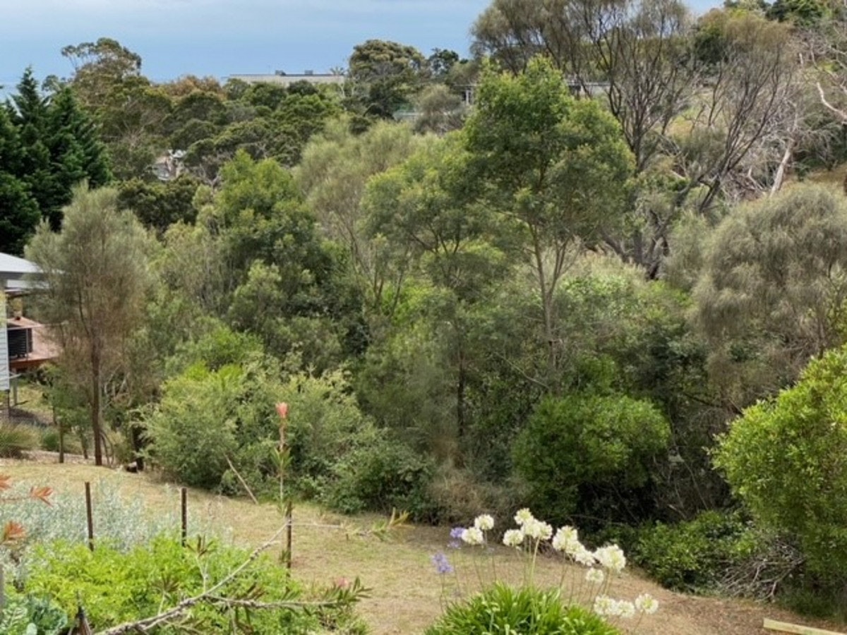 Image of plant