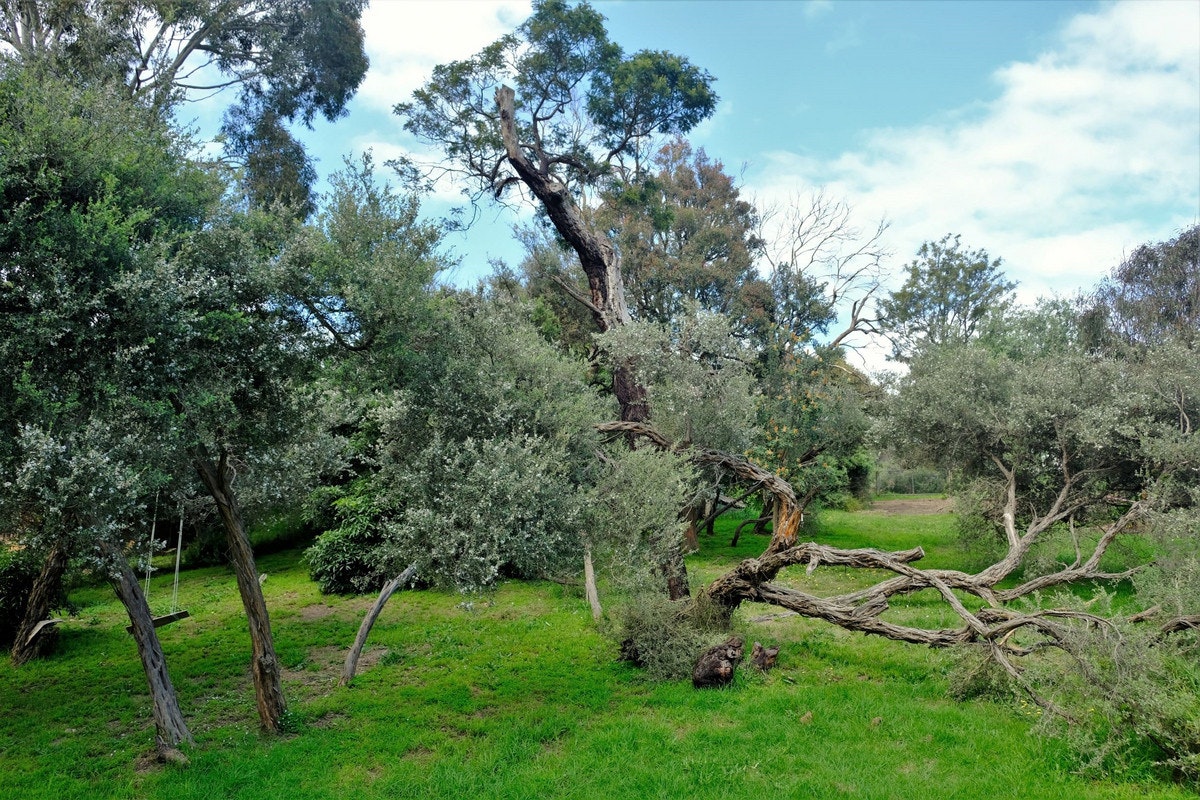 Image of vegetation