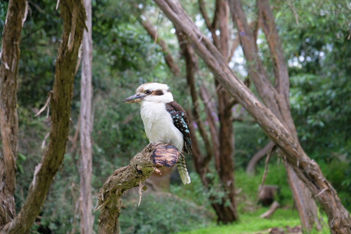 Image of beak