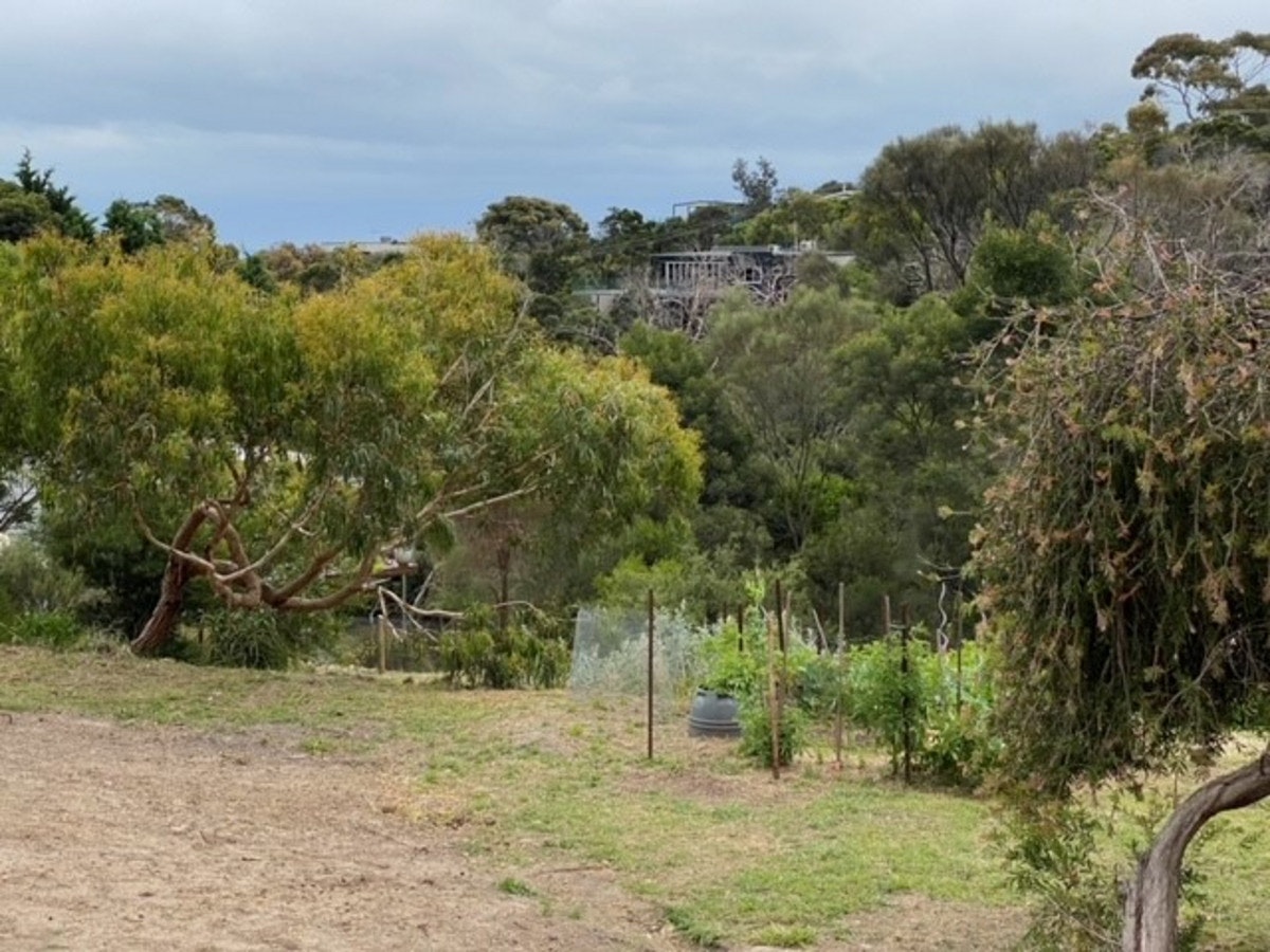 Image of plant