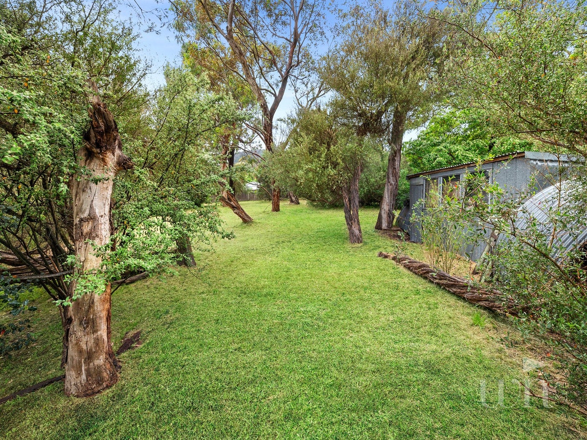 Image of tree