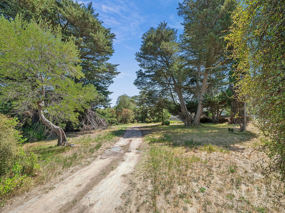 Image of tree