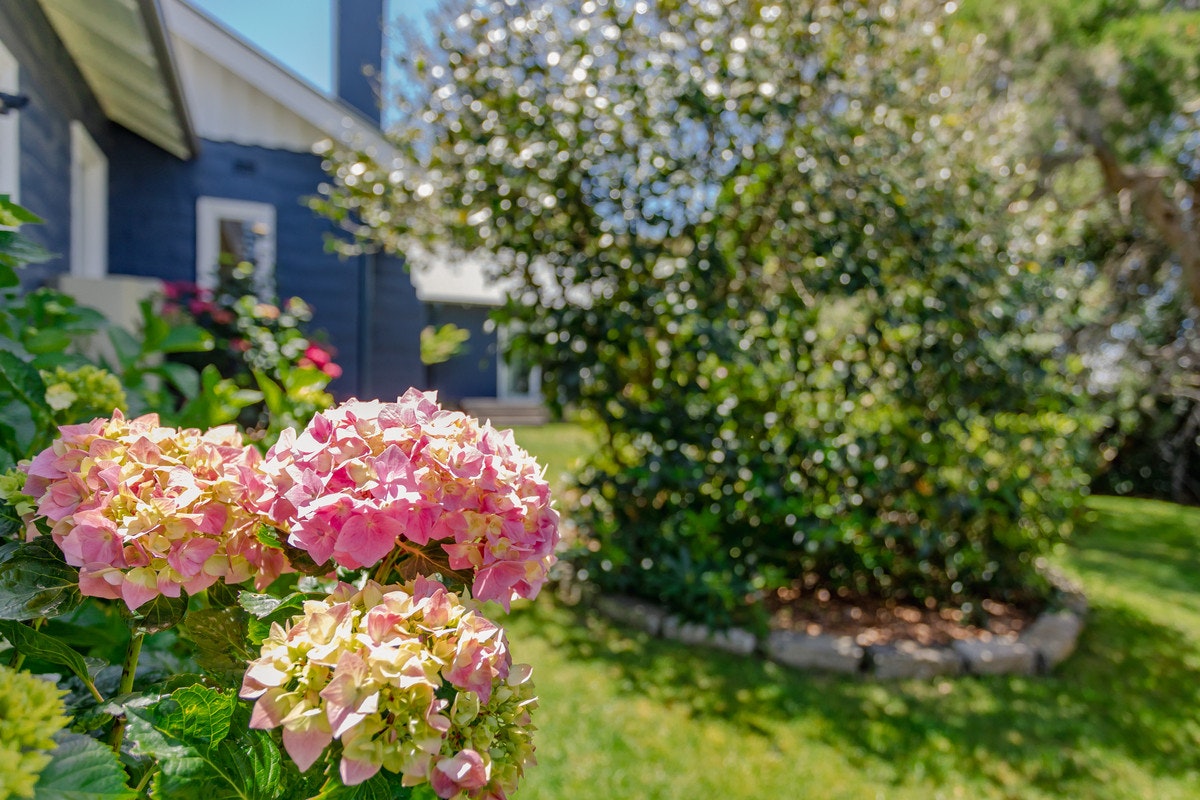 Image of flower