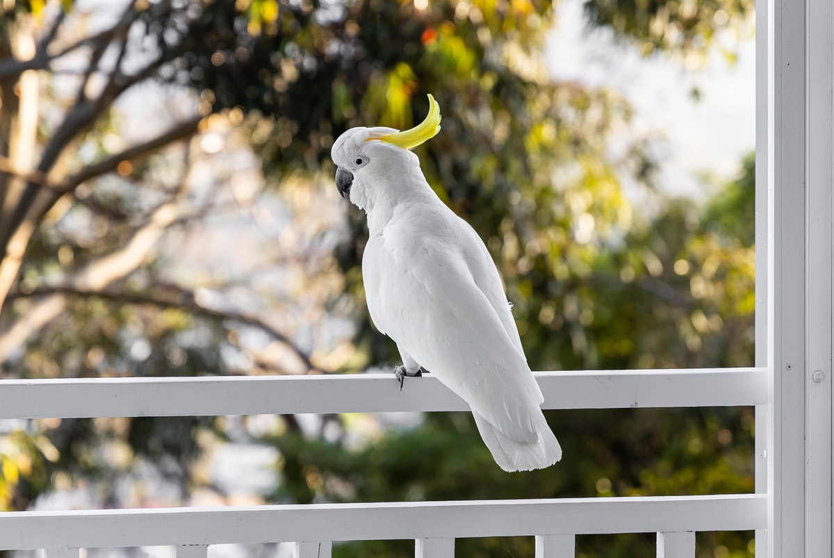 Image of animal