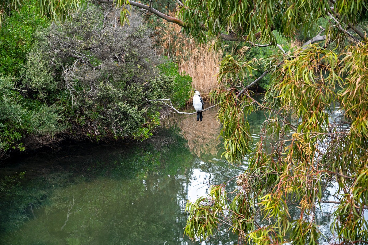 Image of vegetation