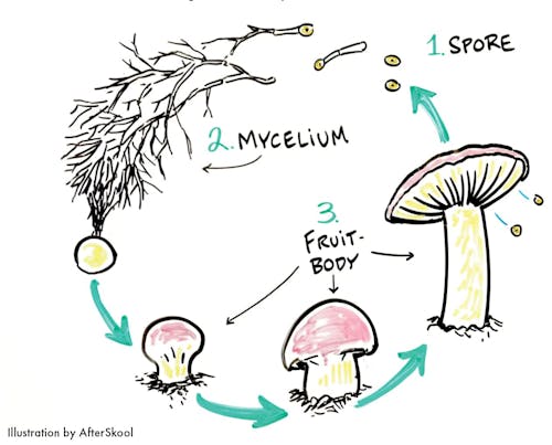 De mycelium cyclus