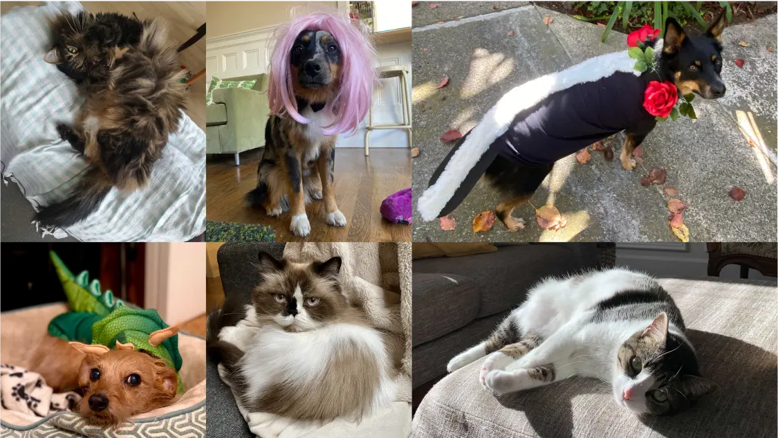 Pictures of the pets of Mercury, some in costume