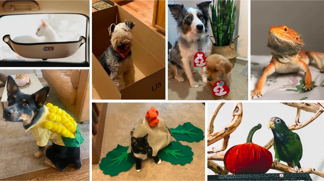 Collage of pets of Mercury