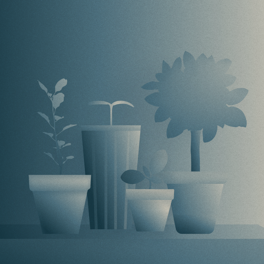 Plants growing in different sized vases