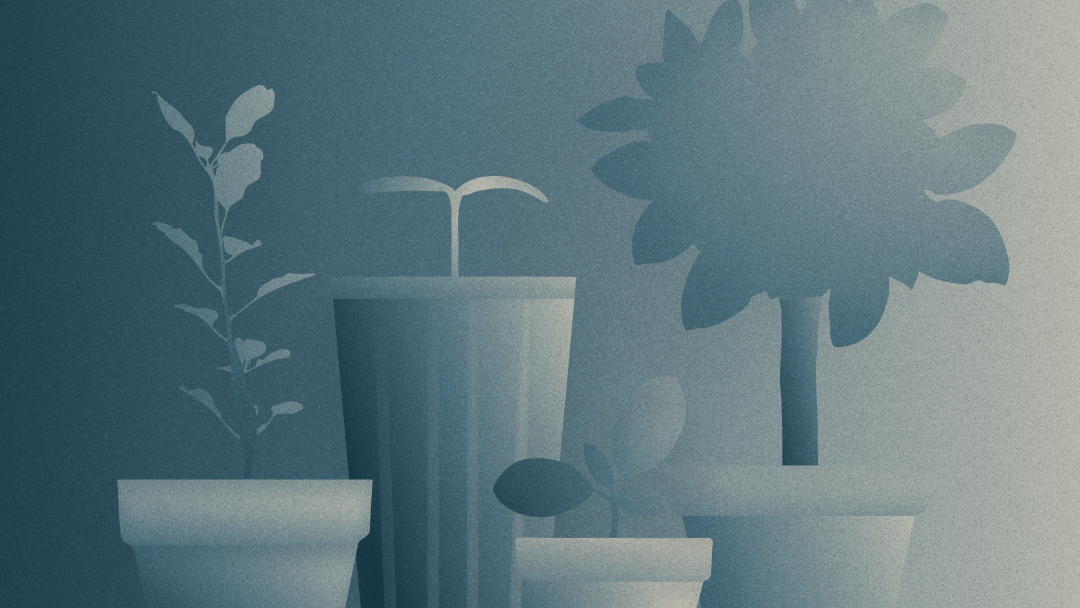 Plants growing in different sized vases