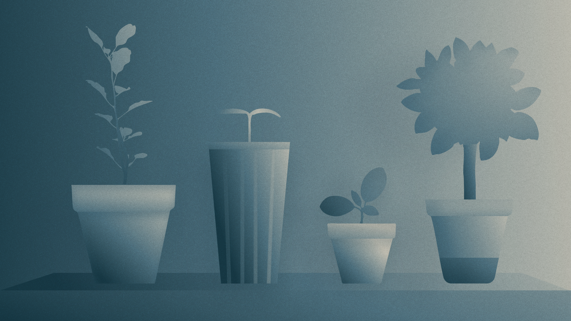 Plants growing in different sized vases