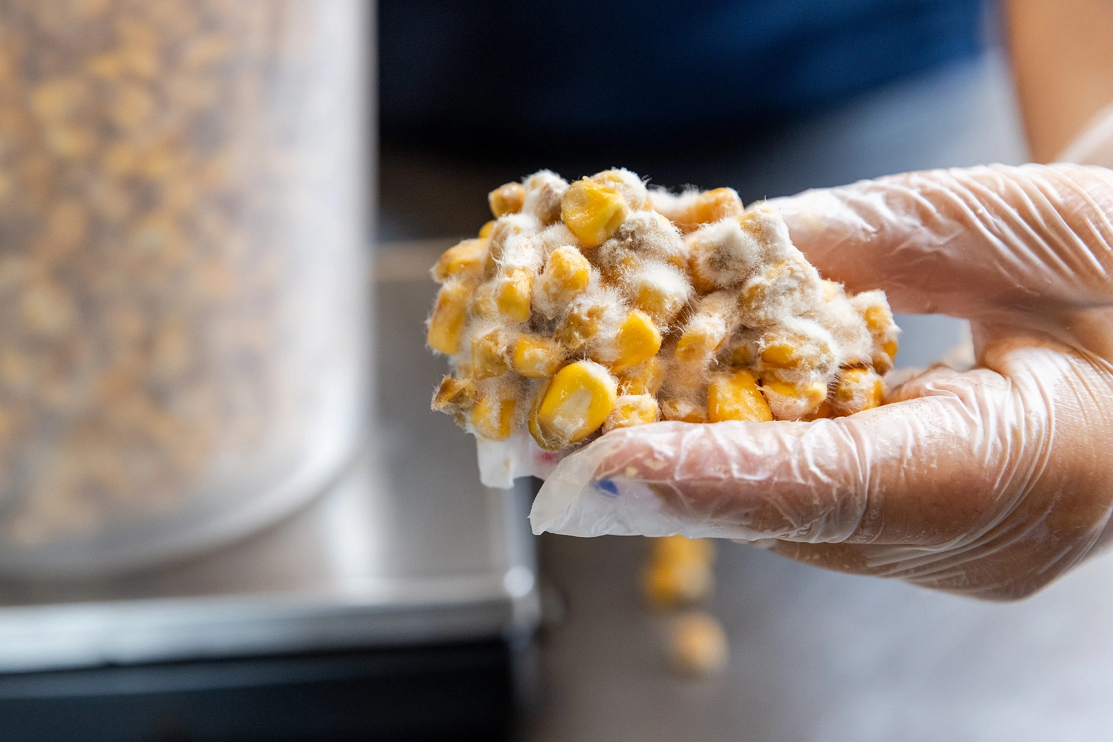 Gloved hand holds up a cluster of nixtamalized corn kernels.