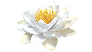 White Lotus Flower