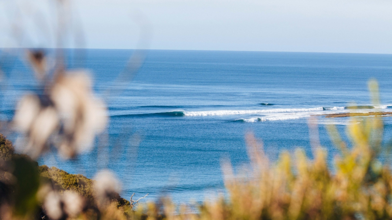 Looking through trees at waves in the ocean