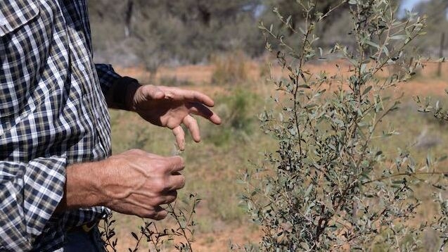 Image supplied by Nunyara