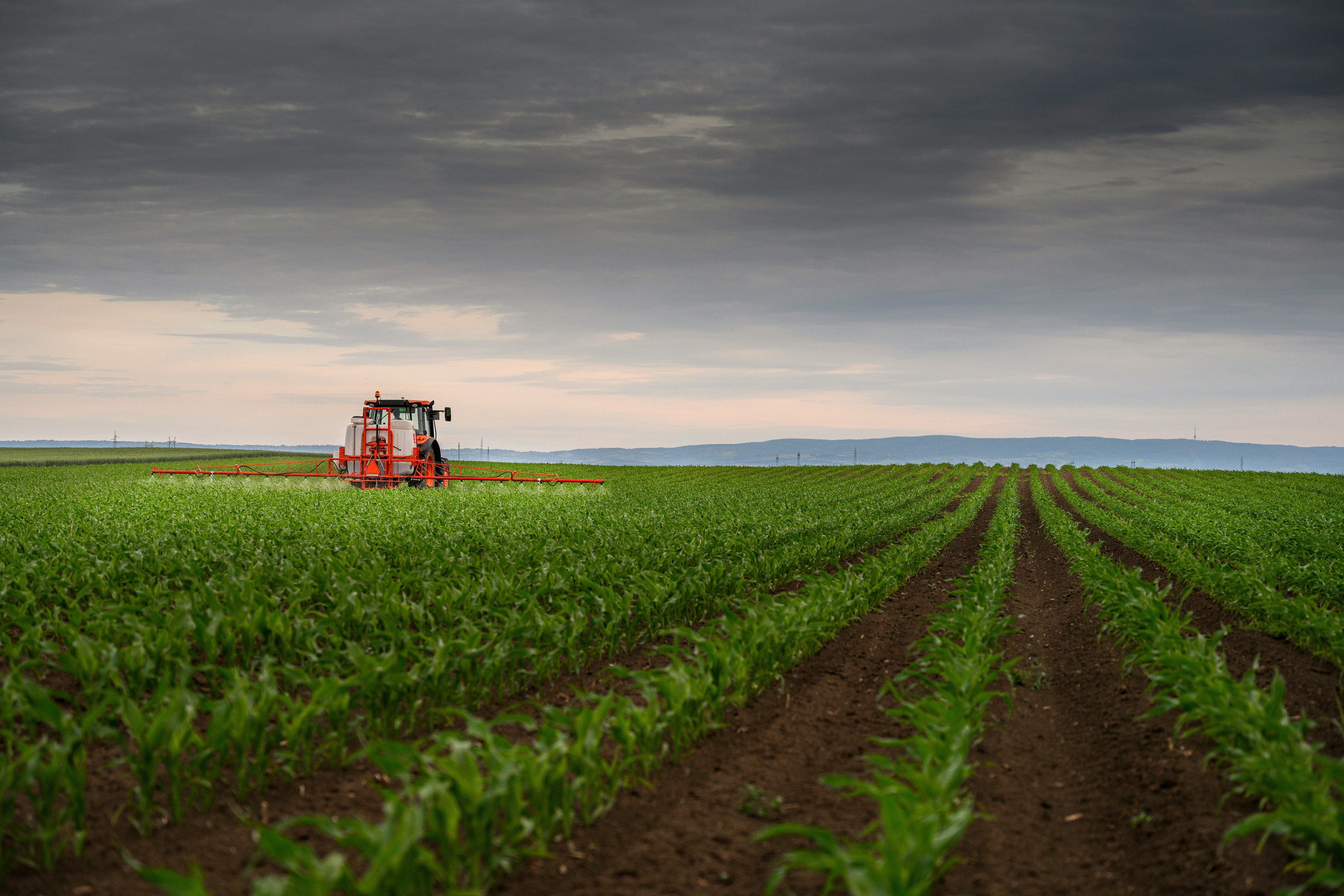 Image of corn farm