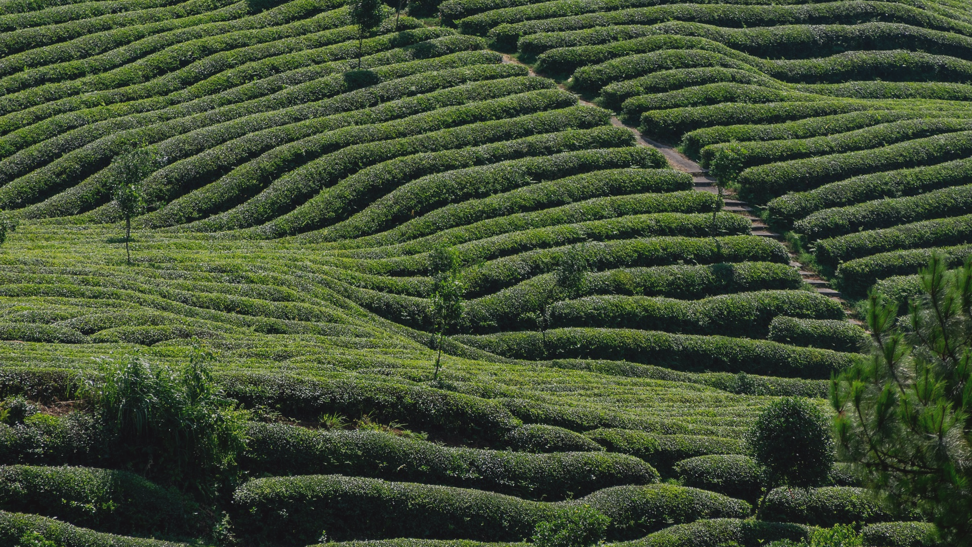 EUDR Compliance: What Agriculture Businesses Need to Know About Traceability
