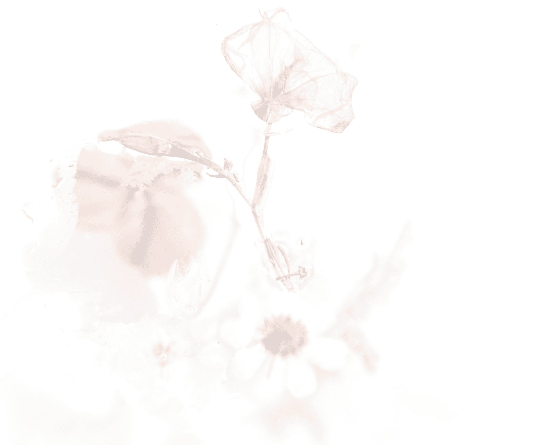 faded pink flower background