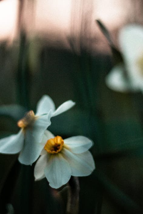 close up of flowers