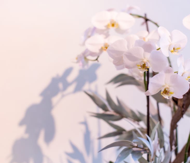 close up on orchids