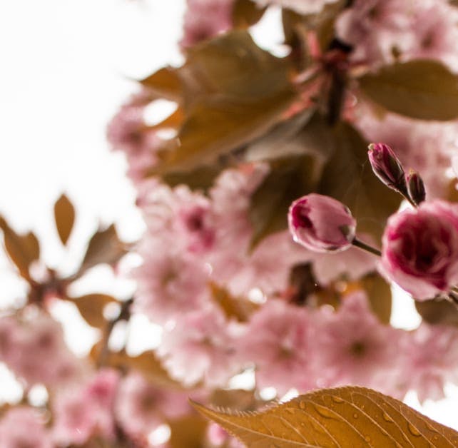close up on flowers
