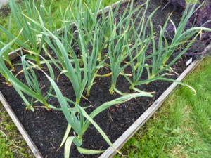 Family garden veg box