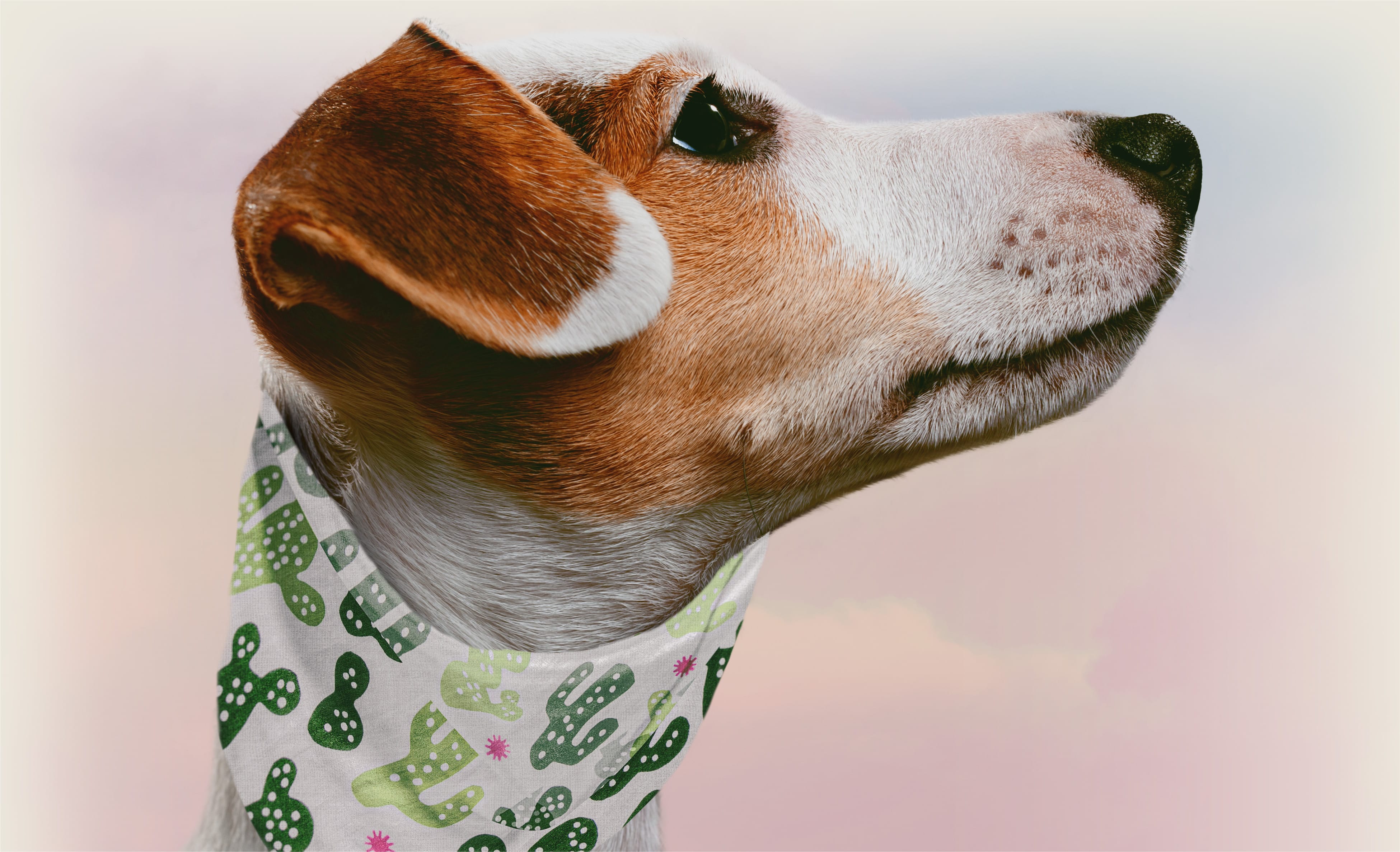 Barkers Neck Cloth
