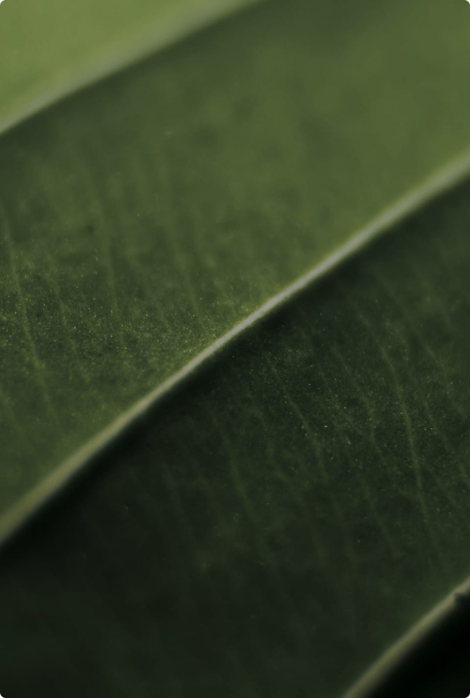 Close-up of a leaf