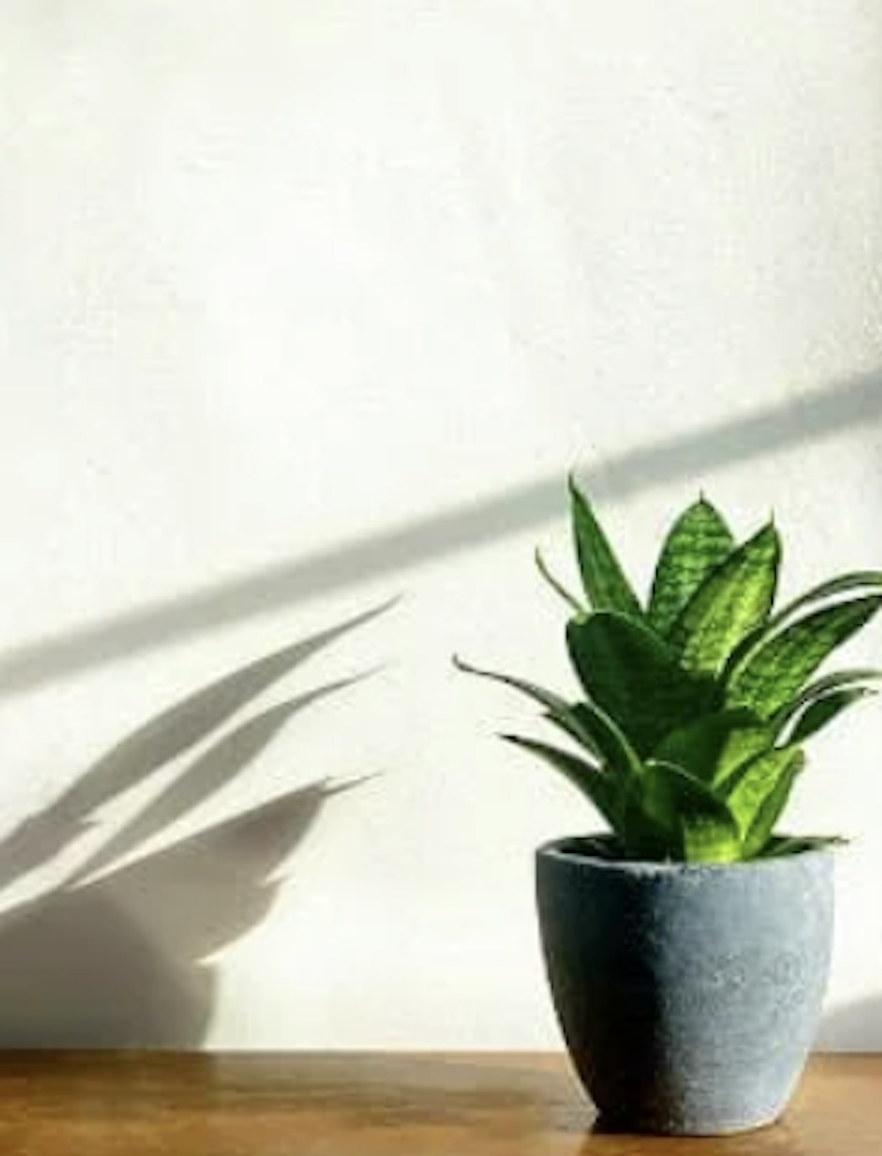Sanseveria (Bow hemp)