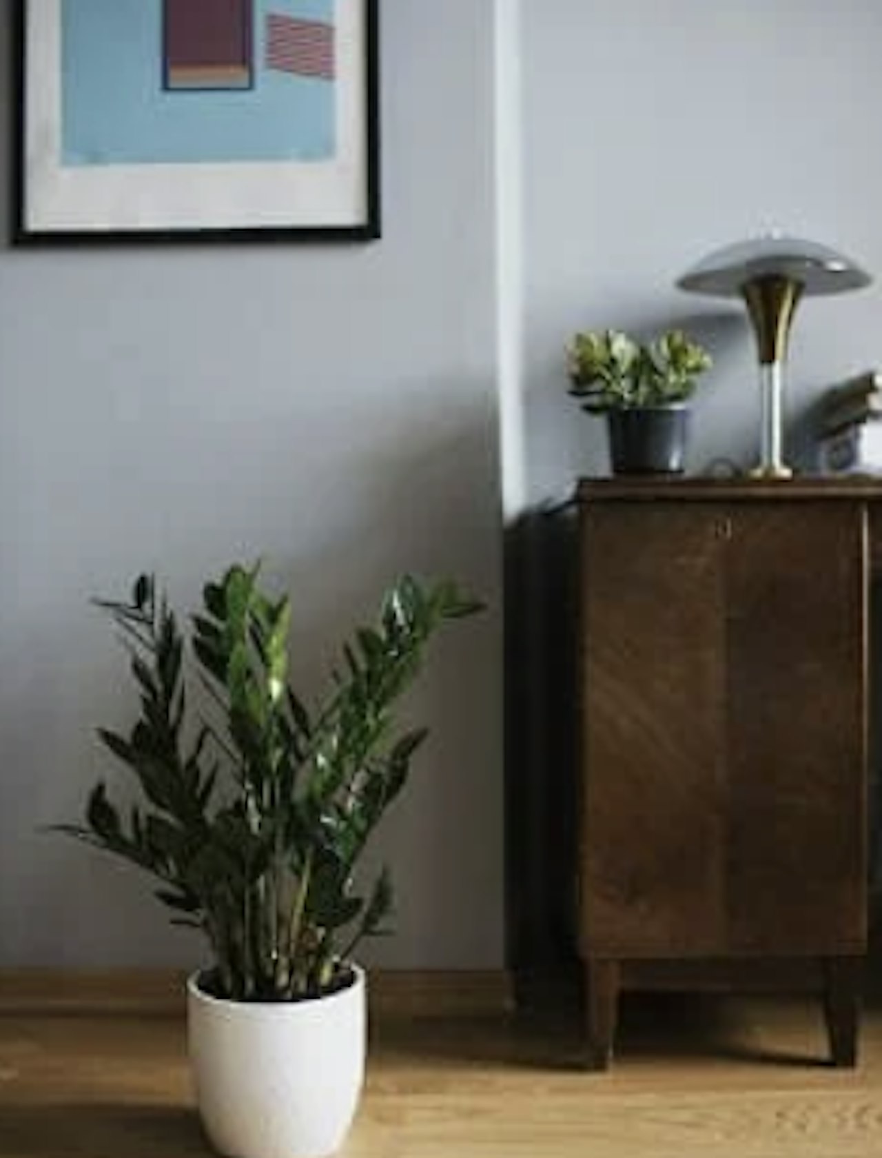 ZZ plant (Zamioculcas Zamiifolia)