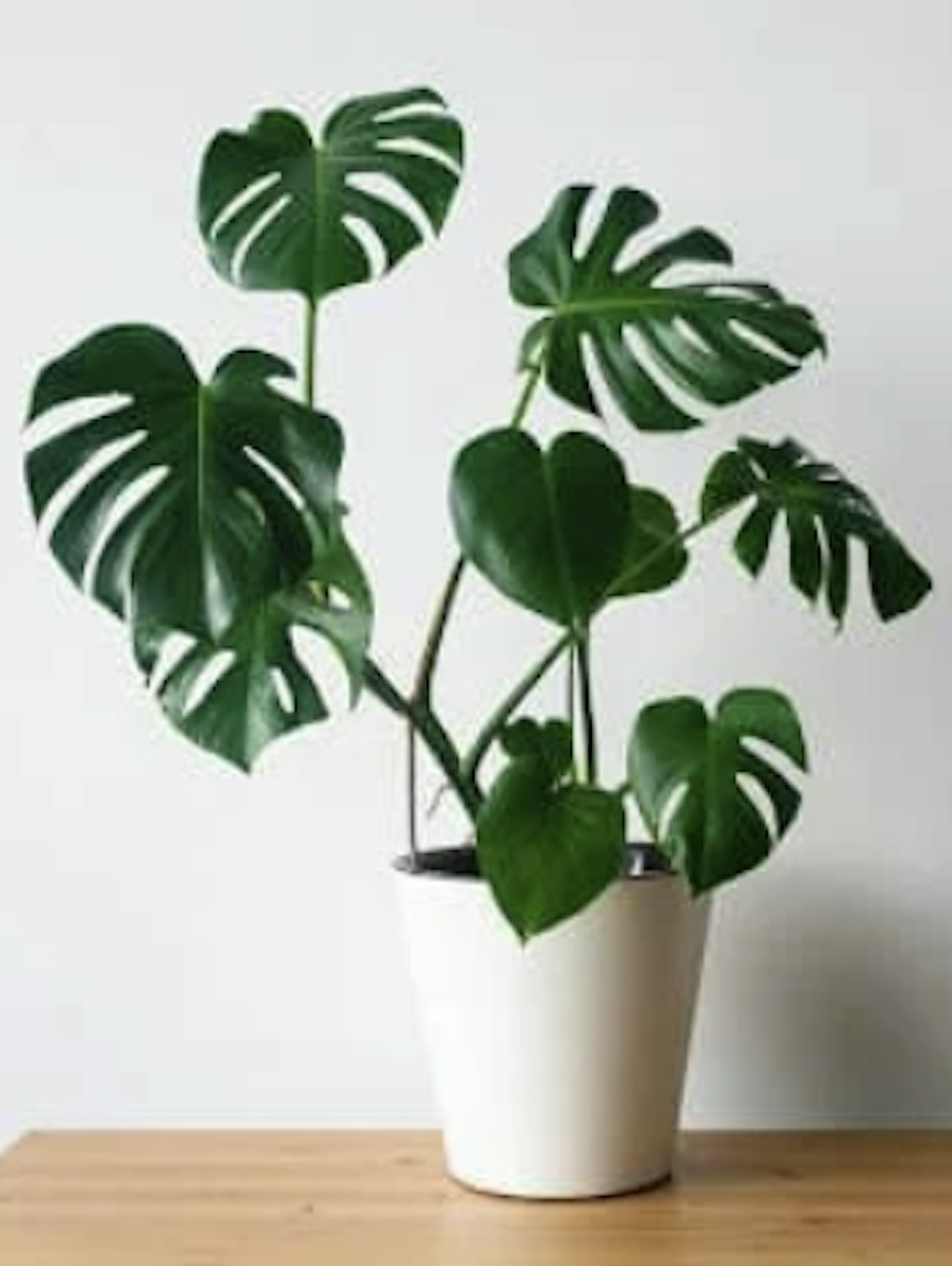 Monstera (Swiss cheese plant)