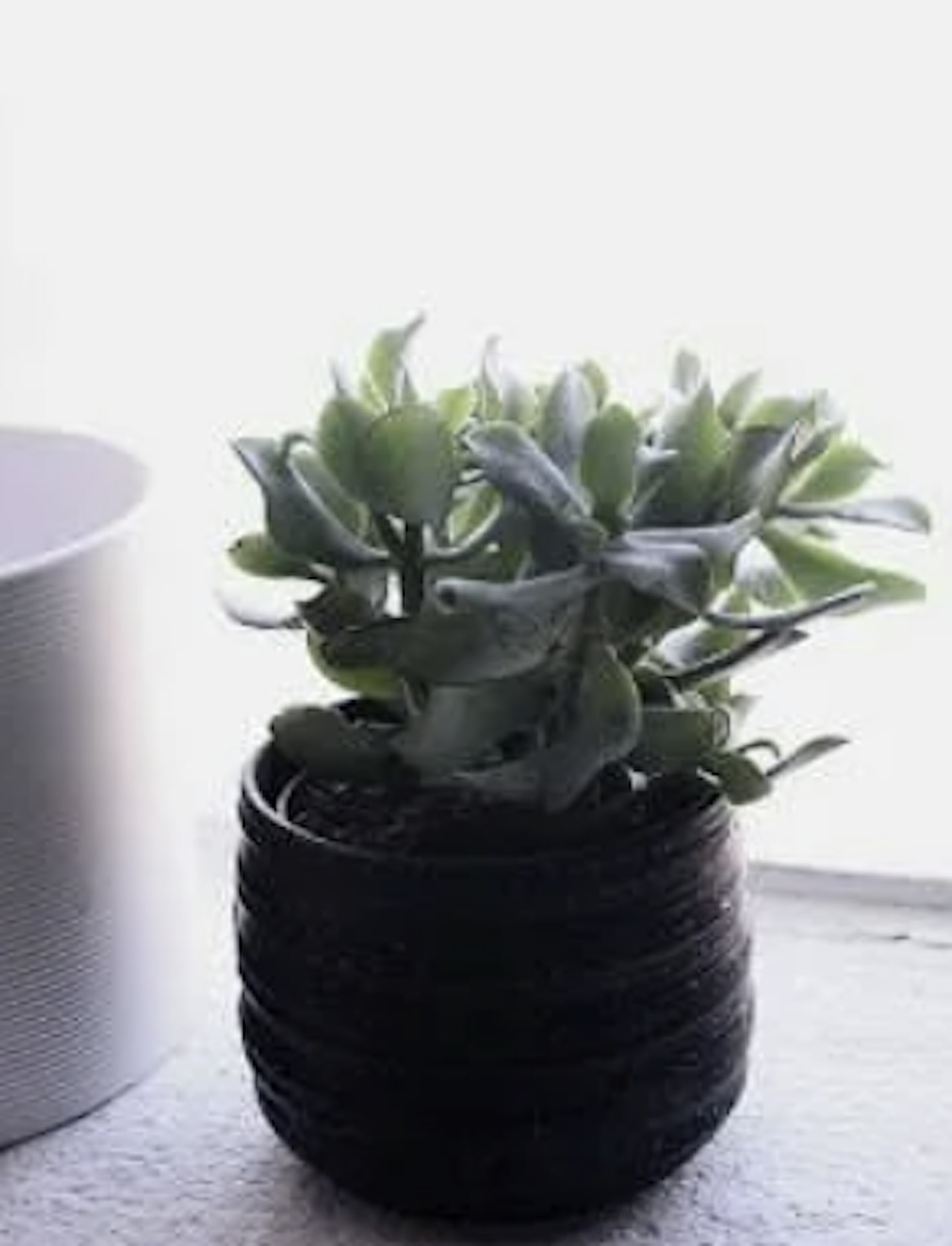 Plant Crassula