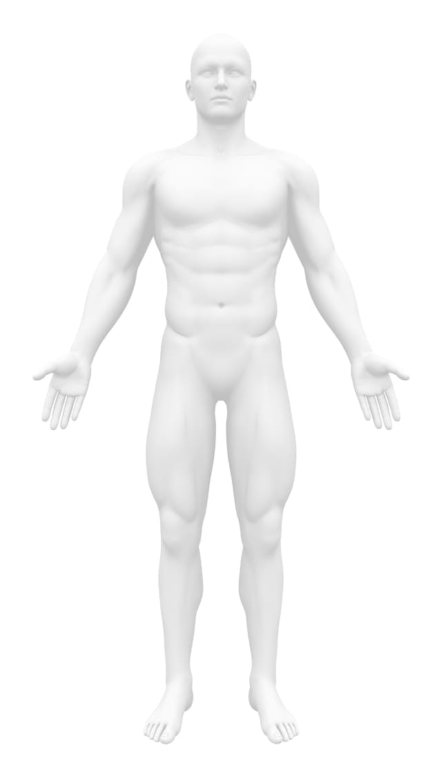 Male body