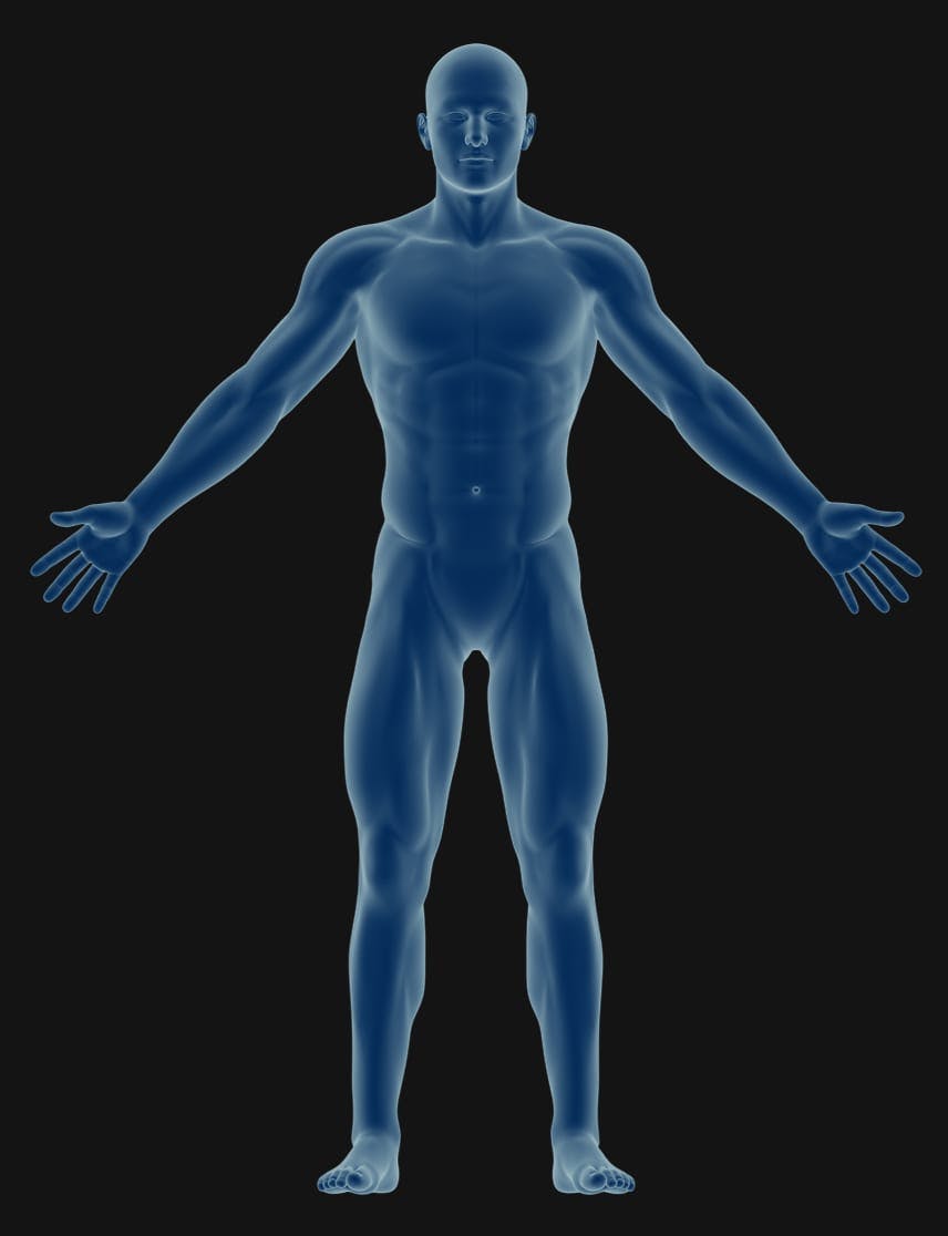 Male body