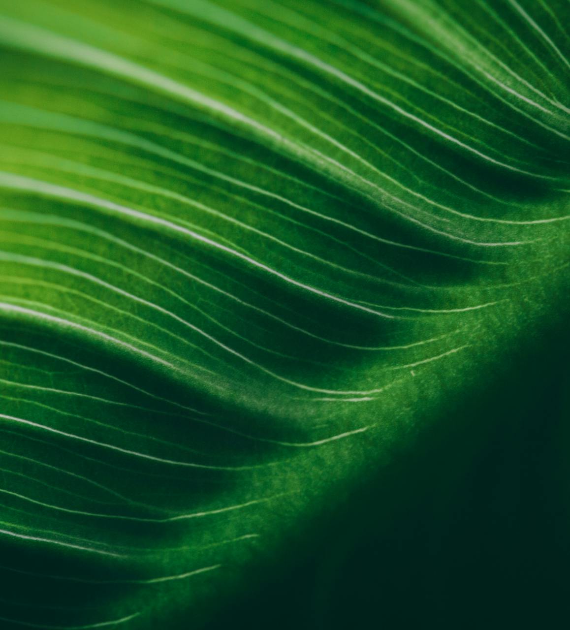 zoom in on the under side of a leaf