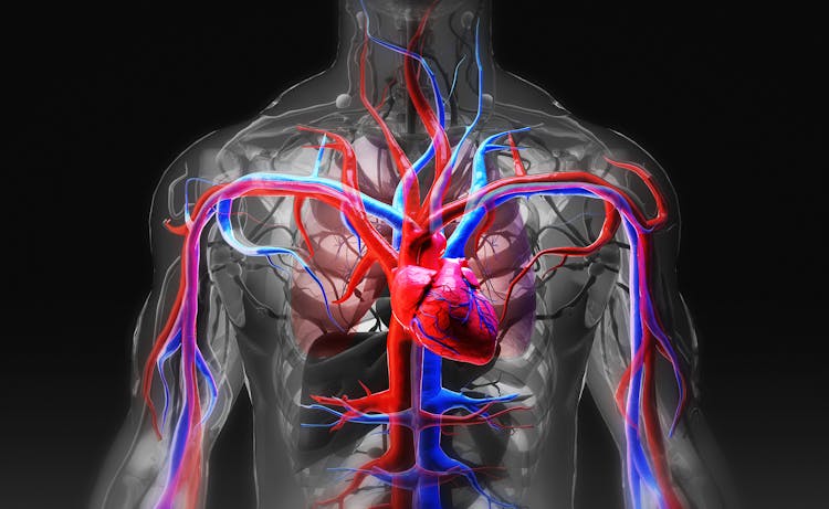blood flow diagram in body