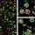 microglia