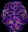 collaterals