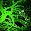 vasculature