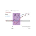 lactate
