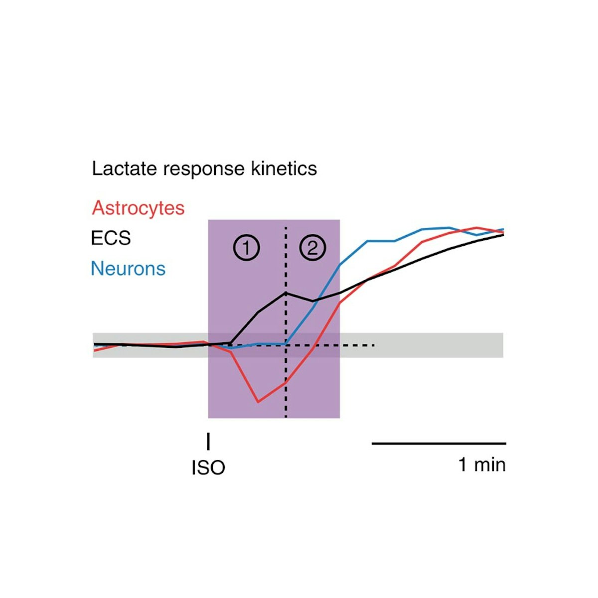 Arousal-induced cortical activity triggers lactate release from astrocytes