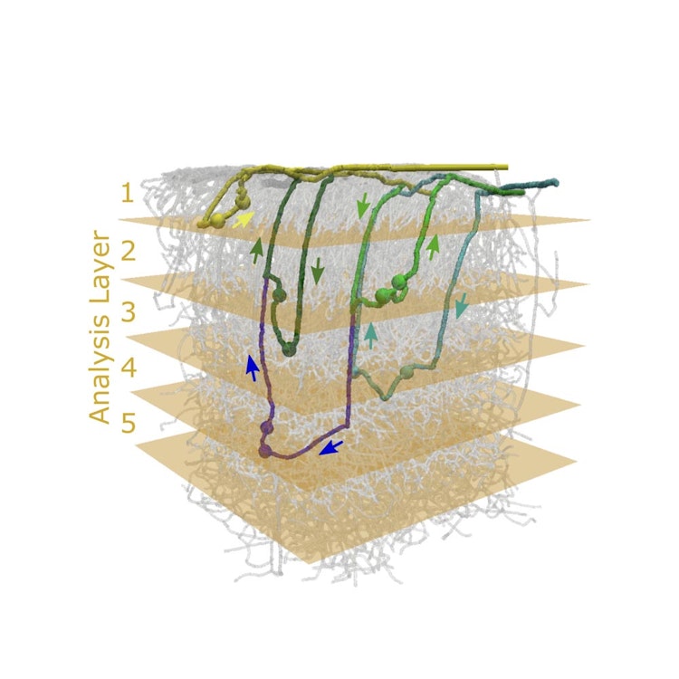 microvascular-network