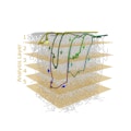 microvascular-network