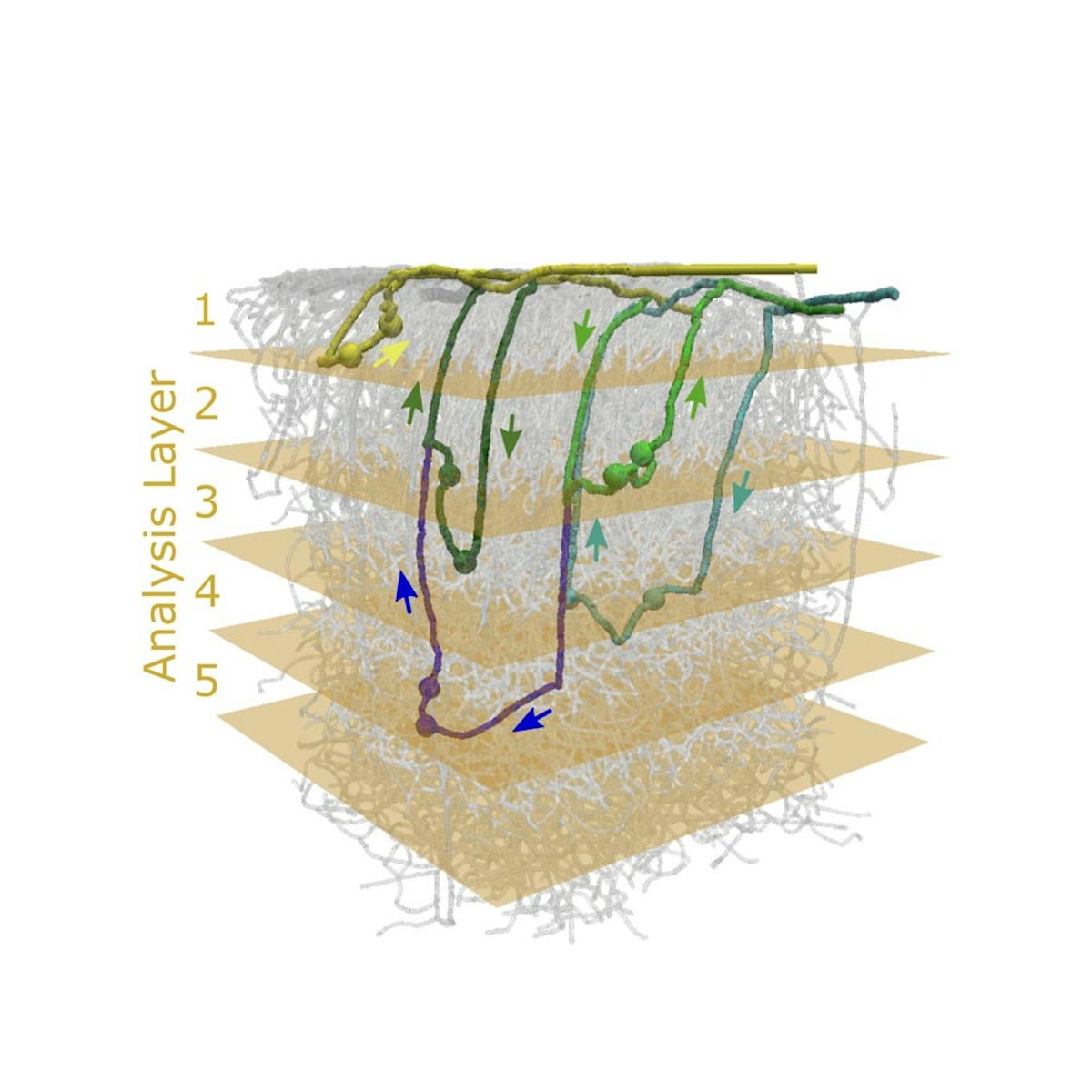 Depth-dependent flow and pressure characteristics in cortical ...