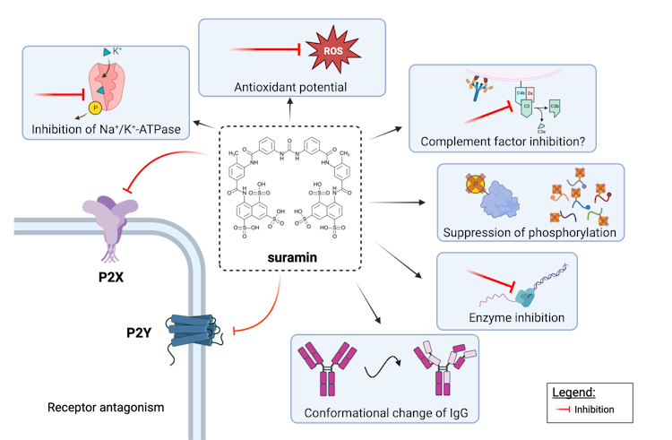 purinergic-inhibitors
